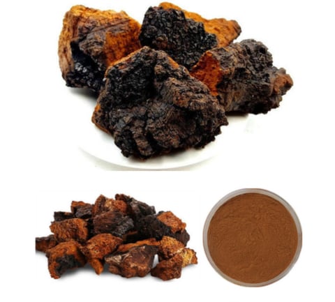 Poudre d'extrait de champignon Chaga